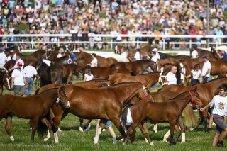 La présentation de 400 chevaux Franches-Montagnes a attiré la foule dimanche matin.